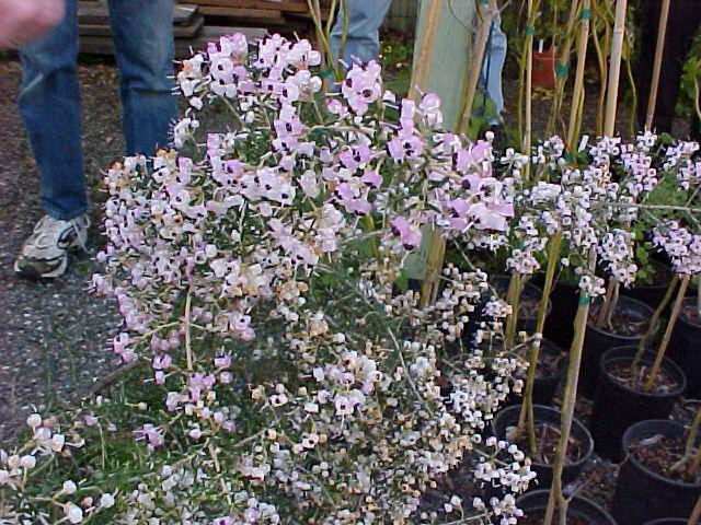 Erica canliculata 'Rosea''
