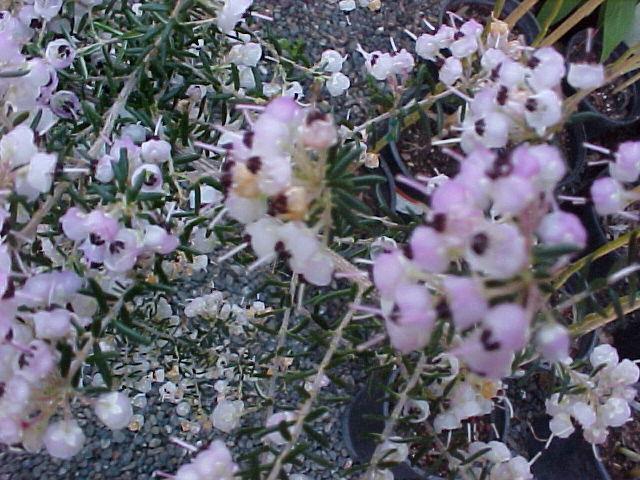 Erica canliculata 'Rosea''