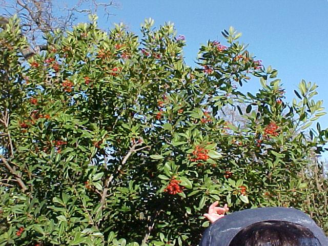 Heteromeles arbutifolia