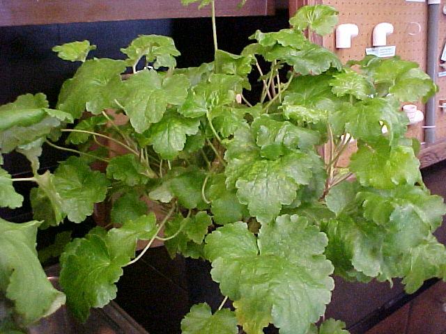 Heuchera maxima