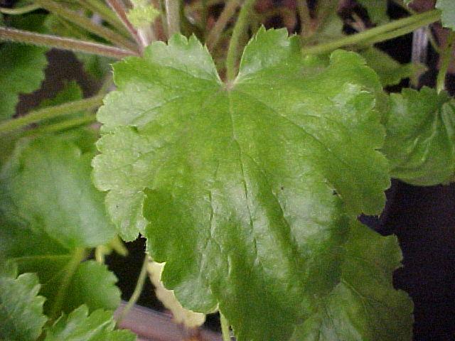 Heuchera maxima
