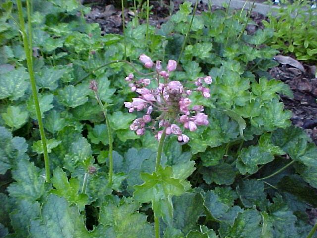 Heuchera sanguinea