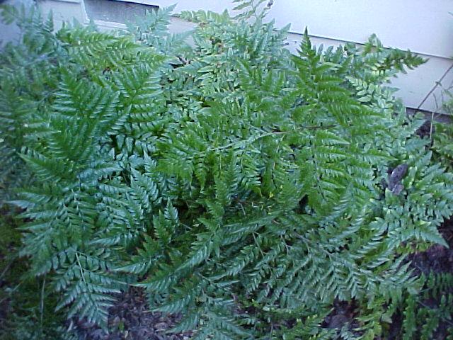 Rumohra adiantiformis