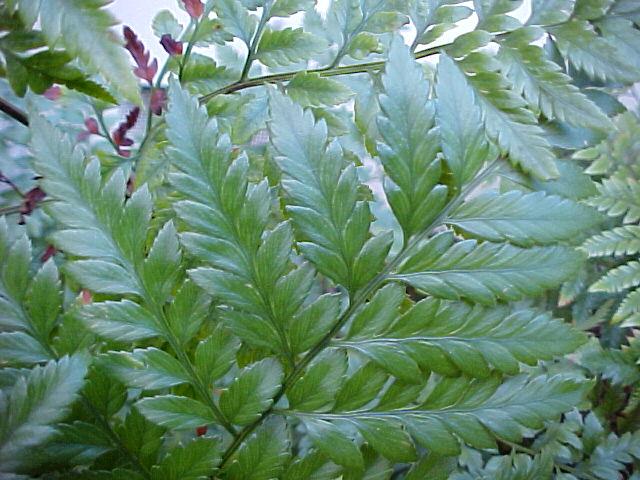 Rumohra adiantiformis
