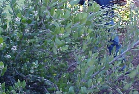 Rhus integrifolia