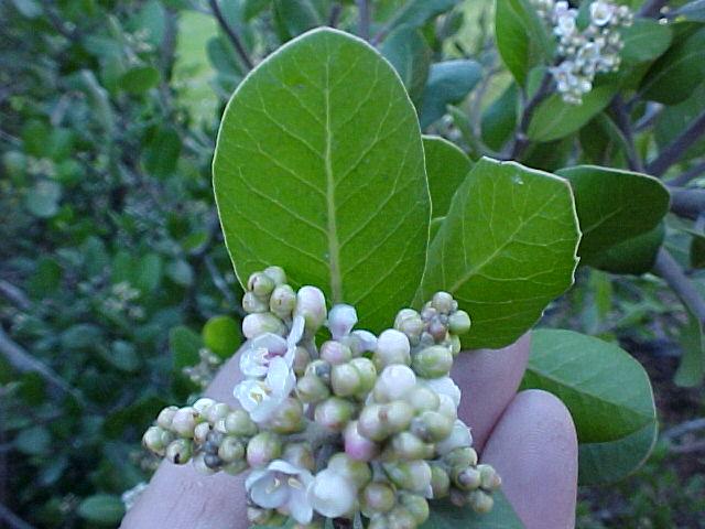 Rhus integrifolia