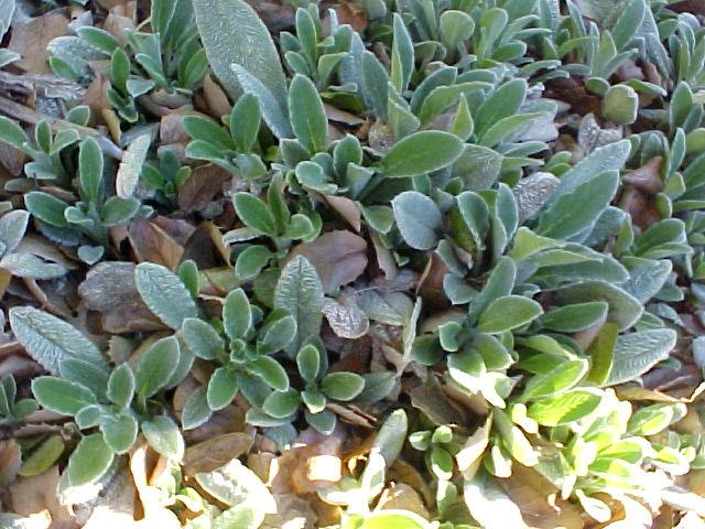Stachys byzantina