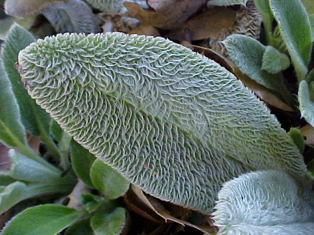 Stachys byzantina
