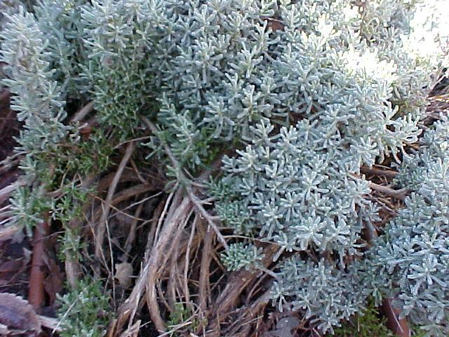 Santolina chamaecyparissus