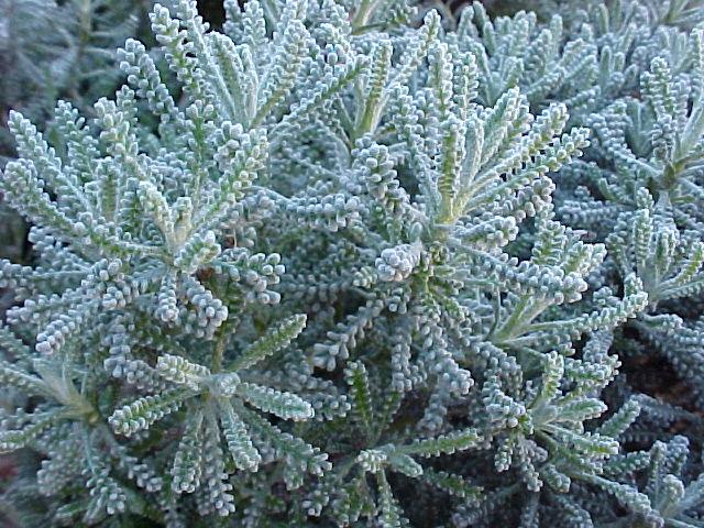 Santolina chamaecyparissus