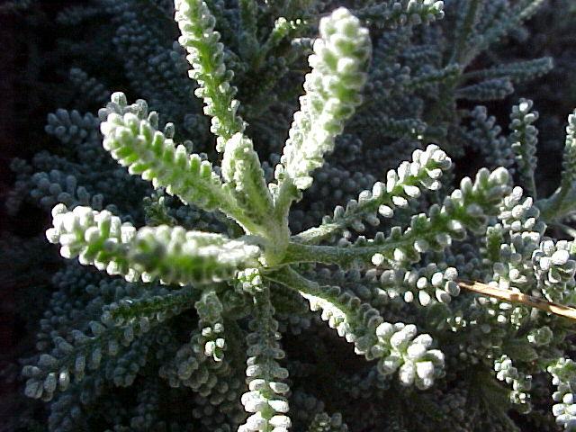 Santolina chamaecyparissus