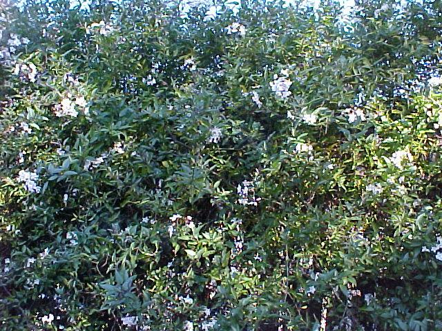 Solanum jasminoides