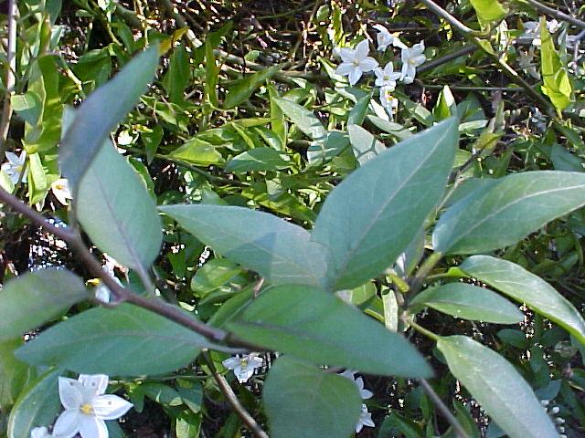 Solanum jasminoides