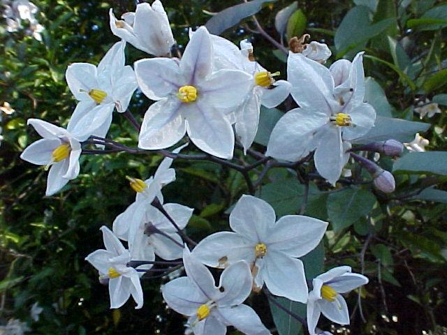 Solanum jasminoides