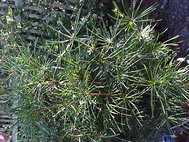 Sciadopitys verticillata