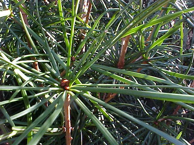 Sciadopitys verticillata