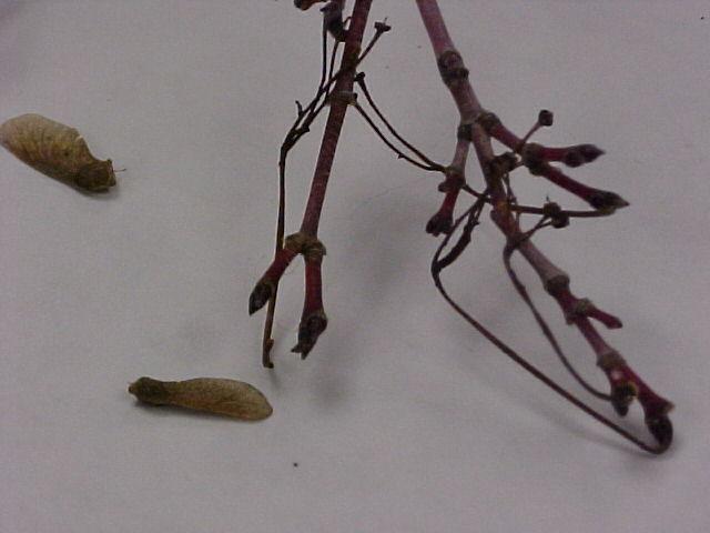 Acer palmatum 'Sango Kaku'