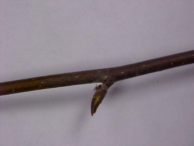 Betula pendula