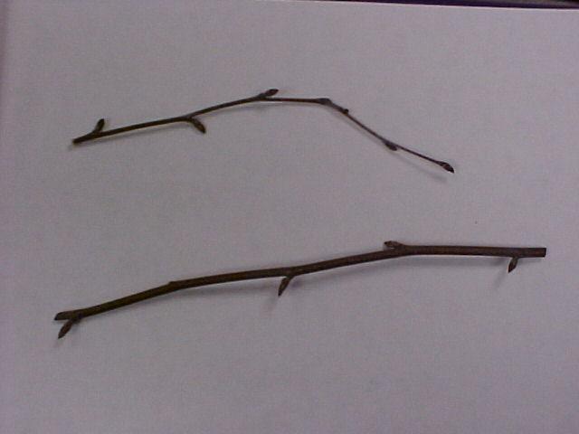 Betula pendula