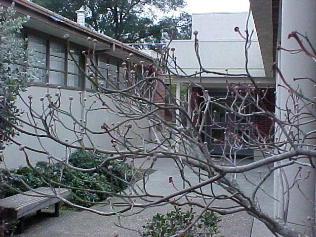 Cornus florida