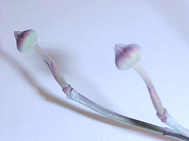 Cornus florida