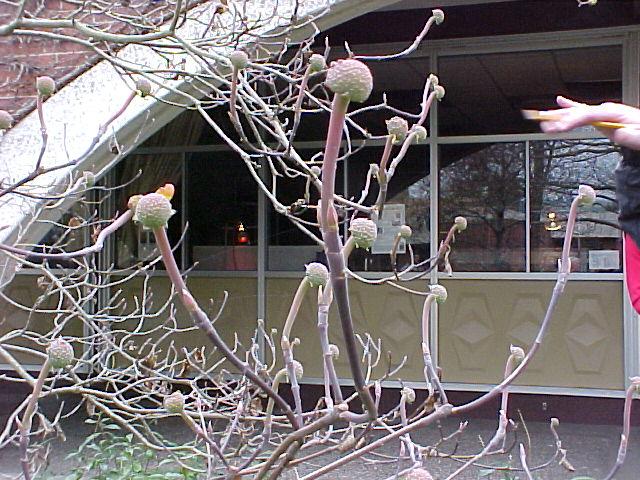 Cornus nuttallii