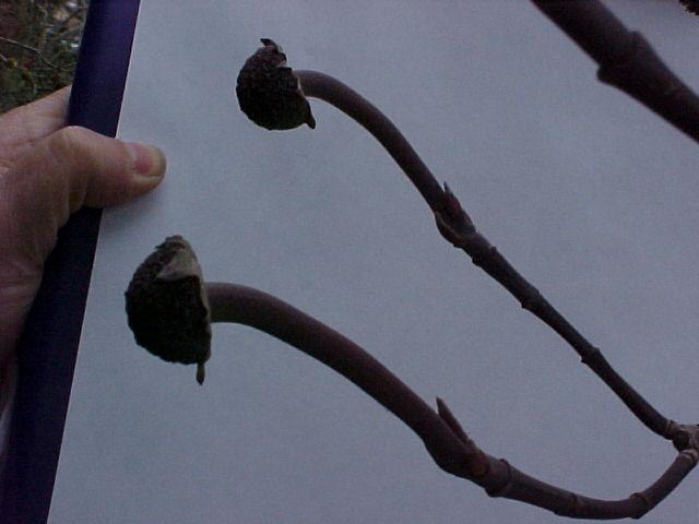 Cornus nuttallii