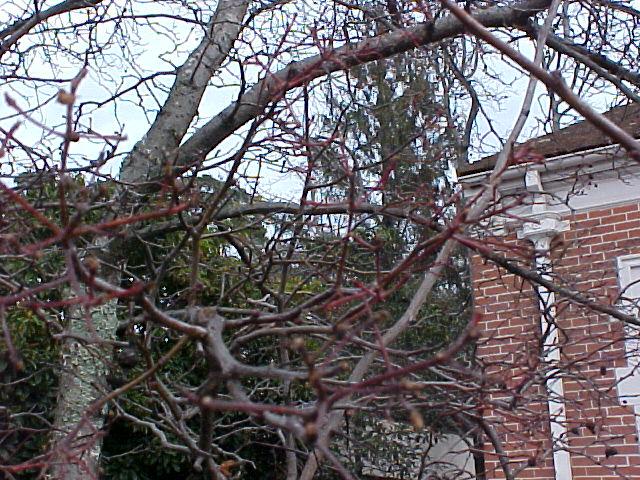 Crataegus phaenopyrum