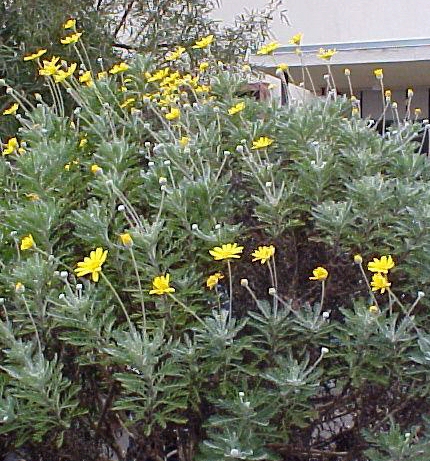 Euryops pectinatus