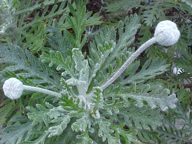 Euryops pectinatus