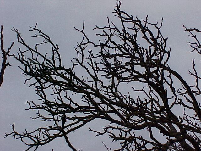 Juglans regia