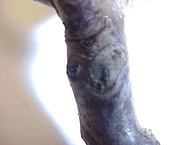 Juglans regia