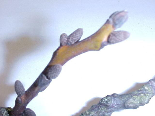 Juglans regia