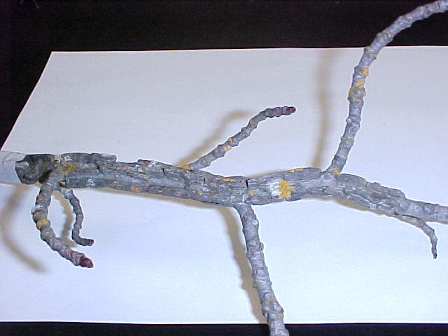 Liquidambar styraciflua