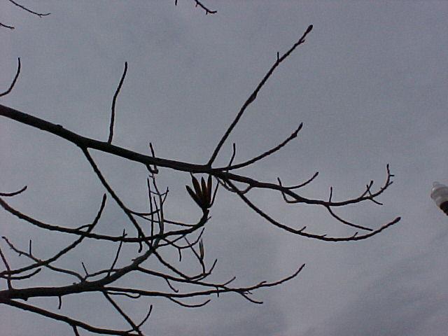 Liriodendron tulipifera