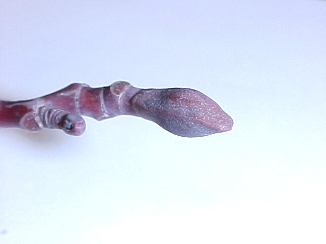 Liriodendron tulipifera