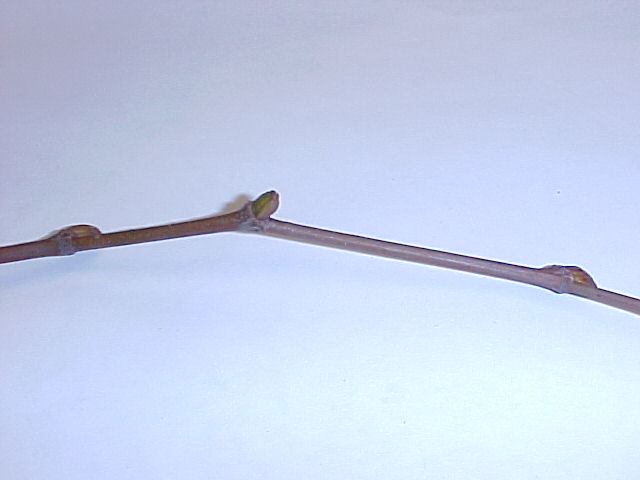 Platanus x acerifolia