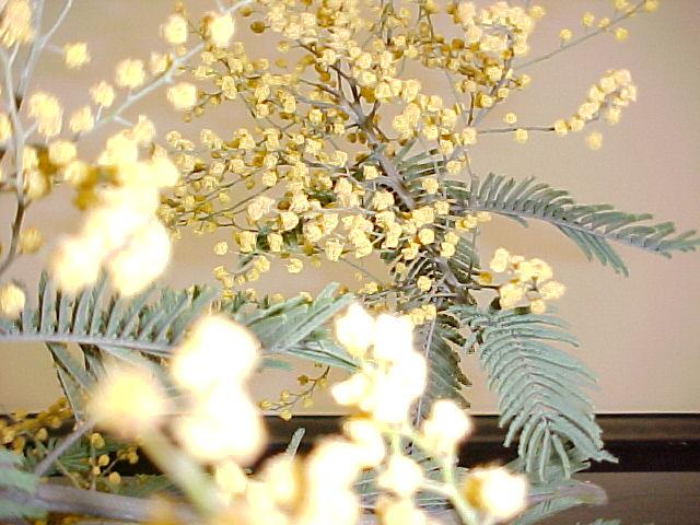 Acacia dealbata