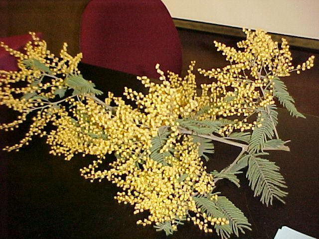 Acacia dealbata