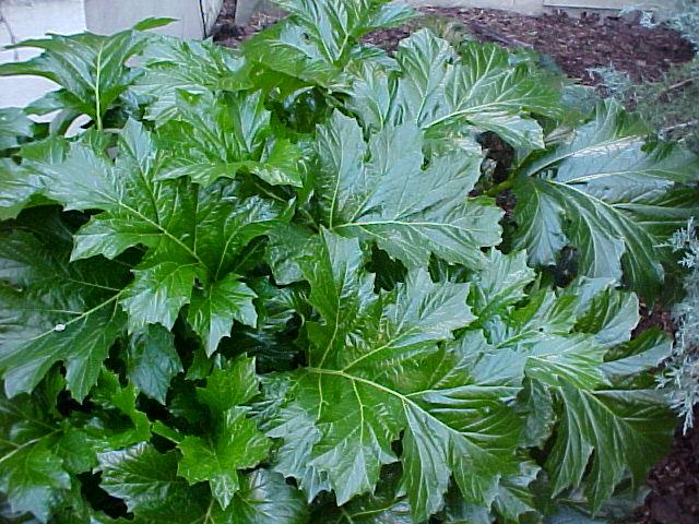 Acanthus mollis