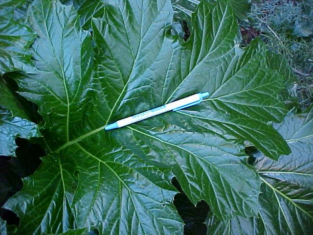 Acanthus mollis