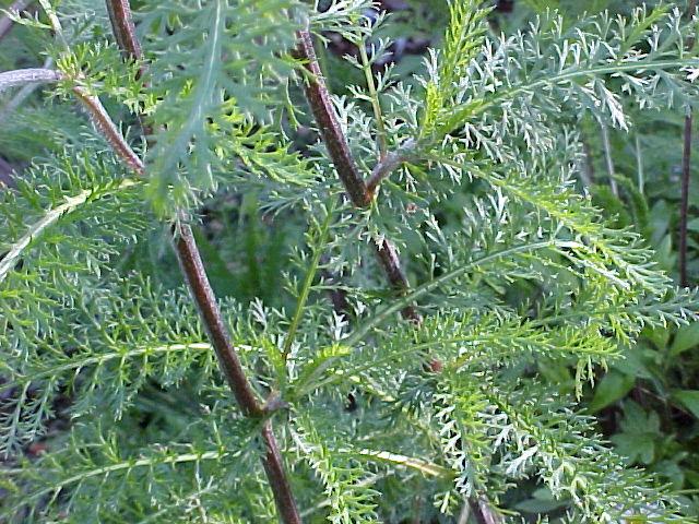 Achillea millefolium