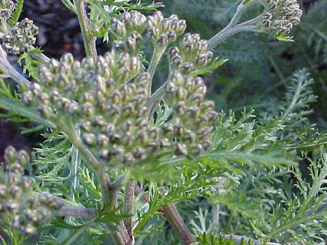 Achillea millefolium