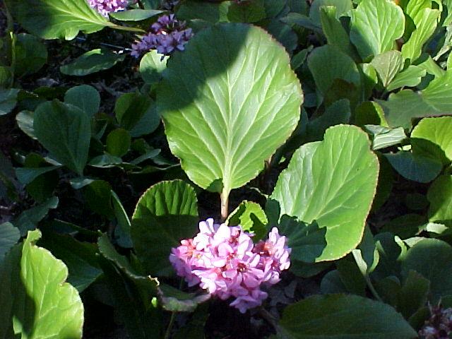 Bergenia crassifolia