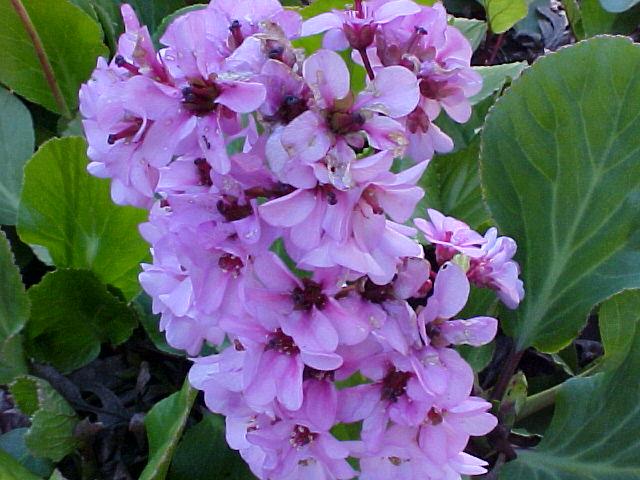 Bergenia crassifolia
