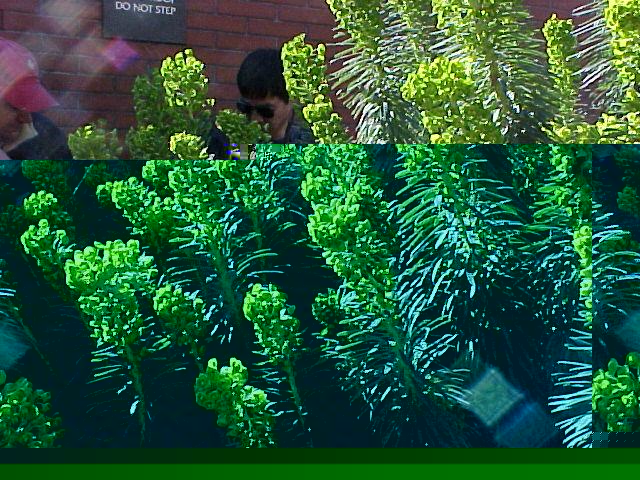 Euphorbia characias wulfenii