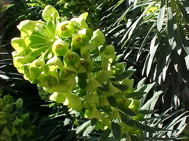 Euphorbia characias wulfenii