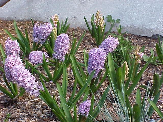 Hyacinthus orientalis