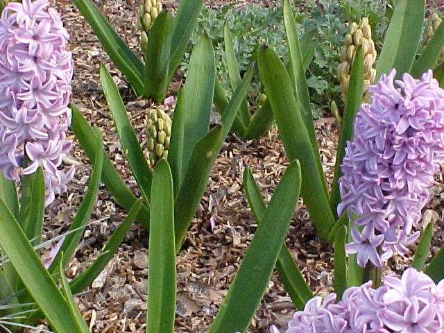 Hyacinthus orientalis