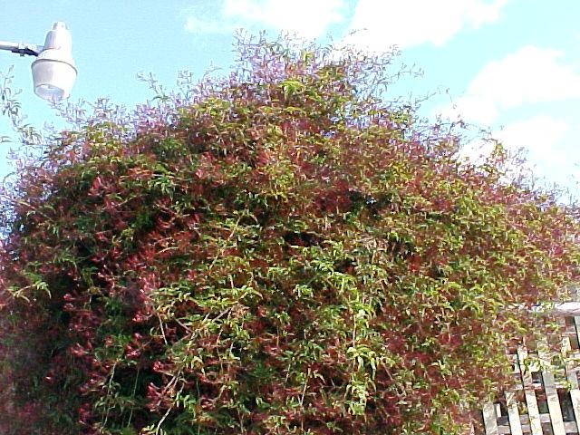 Jasminum polyanthum